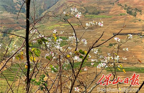 龙陵山野白露花开惹人醉6.jpg