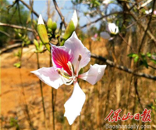 龙陵山野白露花开惹人醉5.jpg