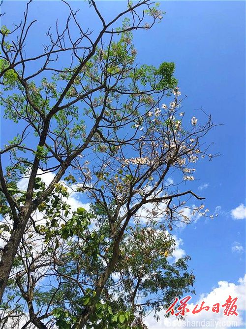 龙陵山野白露花开惹人醉3.jpg