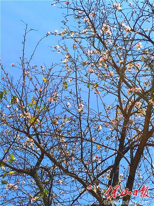 龙陵山野白露花开惹人醉4.jpg