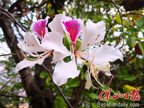 龙陵山野白露花开惹人醉2.jpg