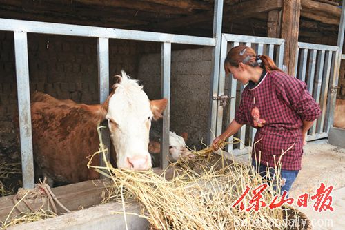 杨国苹正在给能繁母牛喂料.jpg