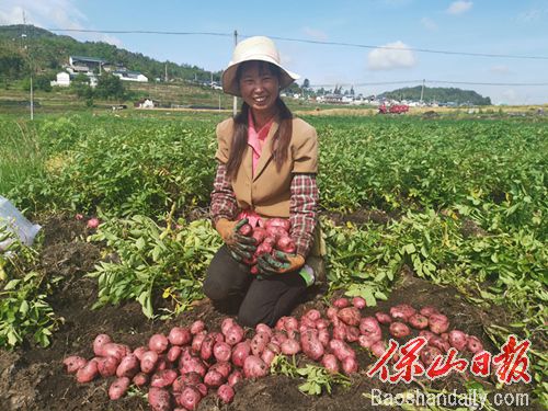 保山龙新乡：千亩洋芋丰收 农民乐了1.jpg