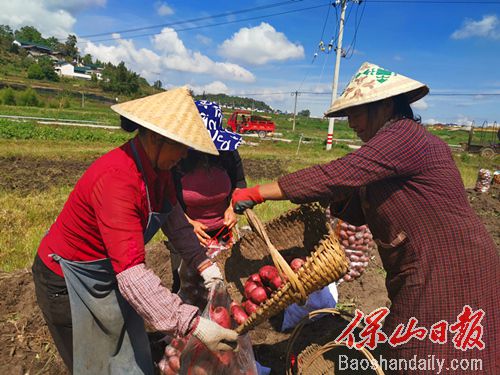 保山龙新乡：千亩洋芋丰收 农民乐了4.jpg