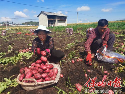 保山龙新乡：千亩洋芋丰收 农民乐了3.jpg