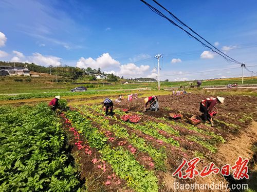 保山龙新乡：千亩洋芋丰收 农民乐了5.jpg