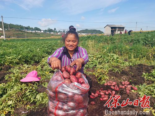 保山龙新乡：千亩洋芋丰收 农民乐了.jpg