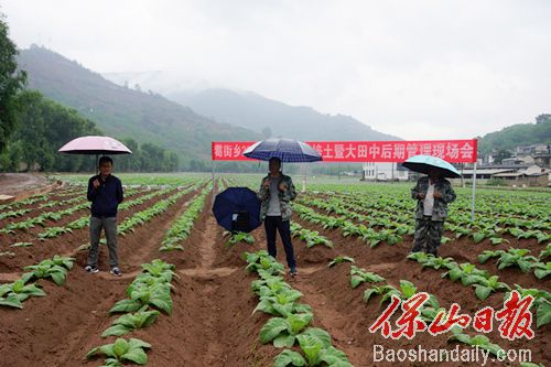 耈街乡现场培训烤烟揭膜培土.jpg