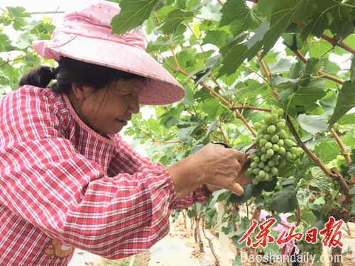 施甸仁和乡：土地流转规模化种植助力脱贫.jpg