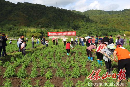 6月5日下午，腾冲市万寿菊中耕管理现场会在猴桥镇召开。.jpg