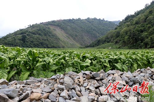 河沙坝的烤烟.jpg