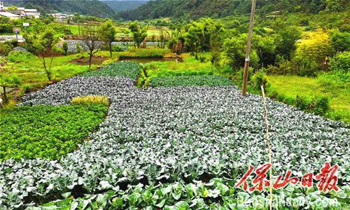 生态蔬菜（勐蚌村 供图）.jpg