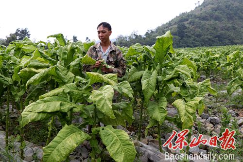 陈和再正在采摘烟叶.jpg