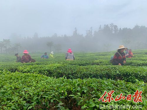 茶农在采茶.jpg