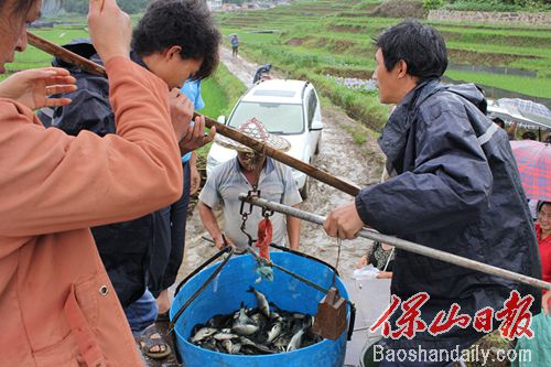 龙江稻花鱼苗下田 乡愁的味道“上线”4.jpg