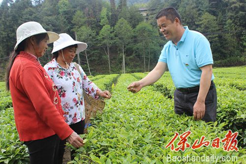 村党总支书记指导村民采茶