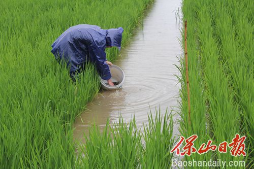 龙江稻花鱼苗下田 乡愁的味道“上线”8.jpg