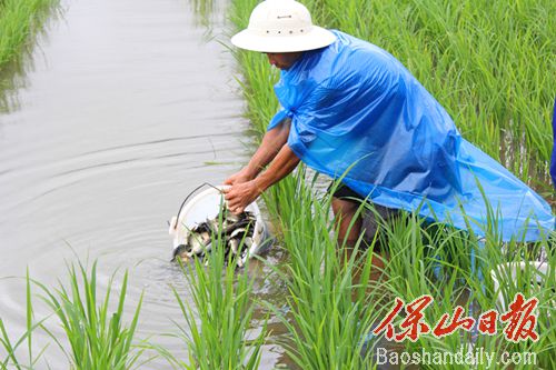 龙江稻花鱼苗下田 乡愁的味道“上线”7.jpg