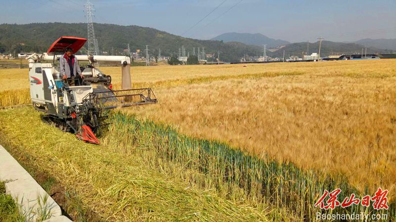 龙陵县稳住粮食“压舱石”丰盈农民“粮囤子”.jpg