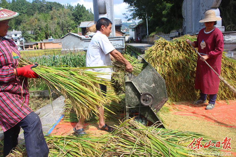 【走向我们的小康生活】龙陵：农民增收起舞在秋天里 