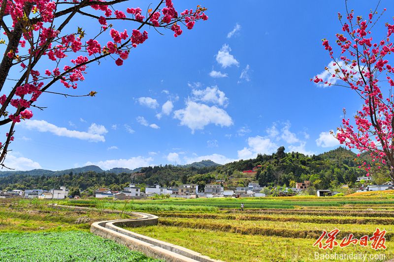 樱花村庄.jpg