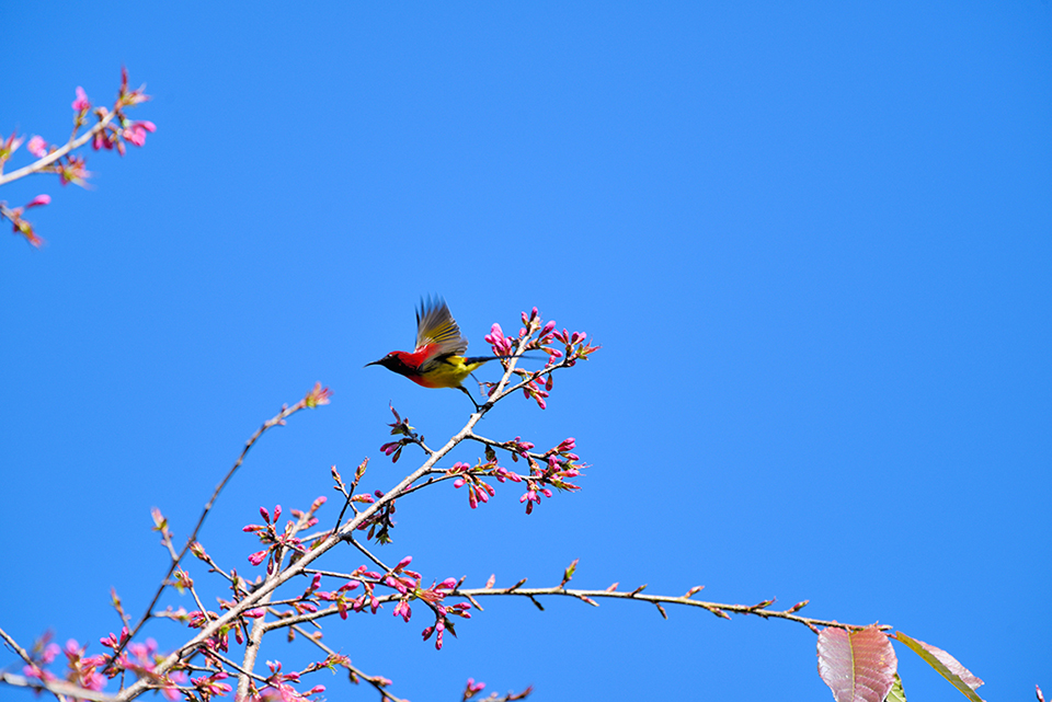 太阳鸟与樱花  (2).JPG