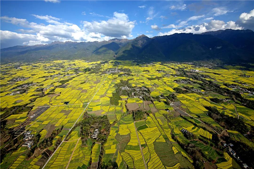 腾冲界头：油菜花装扮了春天 勾勒出乡村振兴的壮美画卷