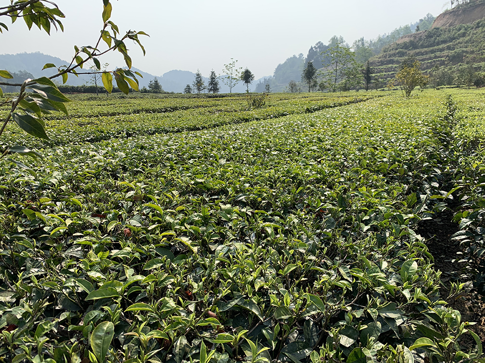 龙陵县镇安小田坝社区春茶茶园3.jpg