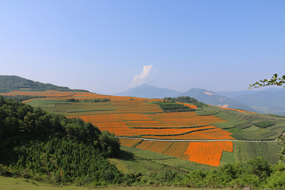 万寿菊开满山.JPG