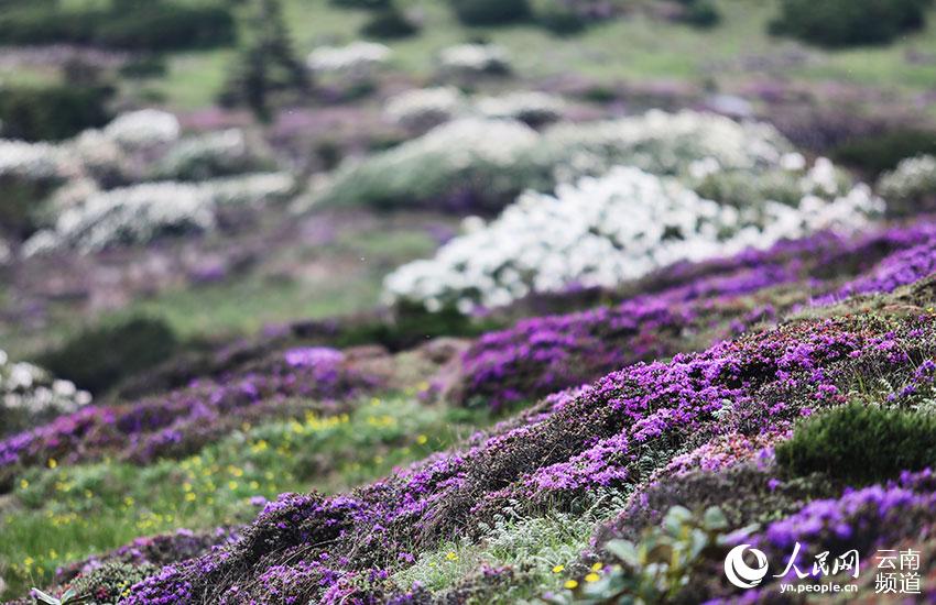 轿子山花期风景。郭明海摄