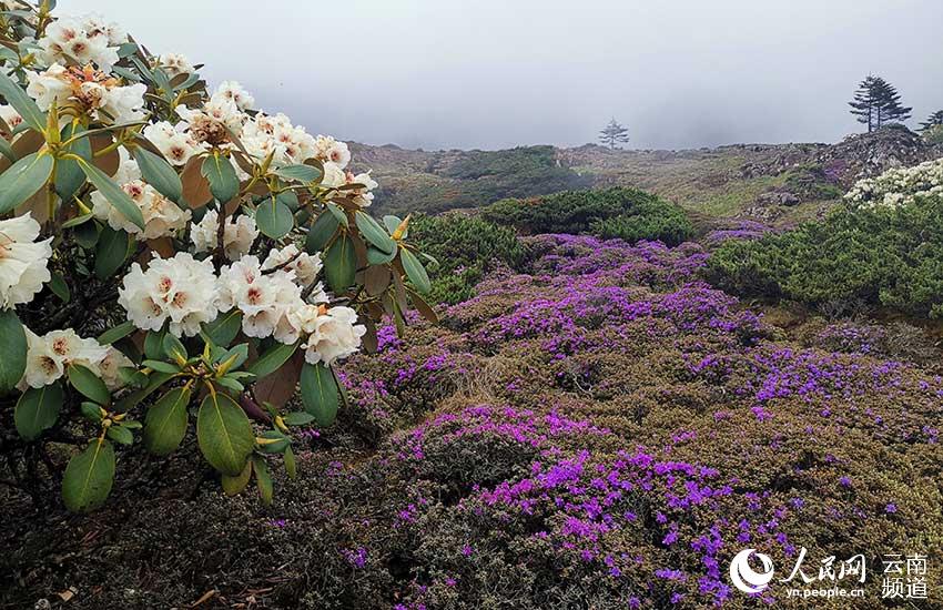 轿子山杜鹃花开时风景。郭明海摄