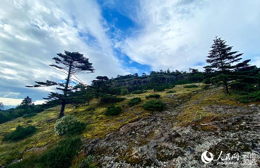 轿子山保护区内风景。 贾翔摄