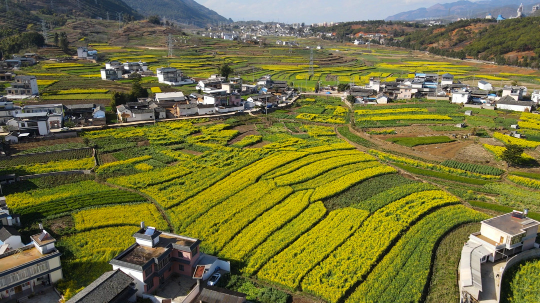 施甸：油菜花开春韵浓 村庄农舍匿花海3.jpg