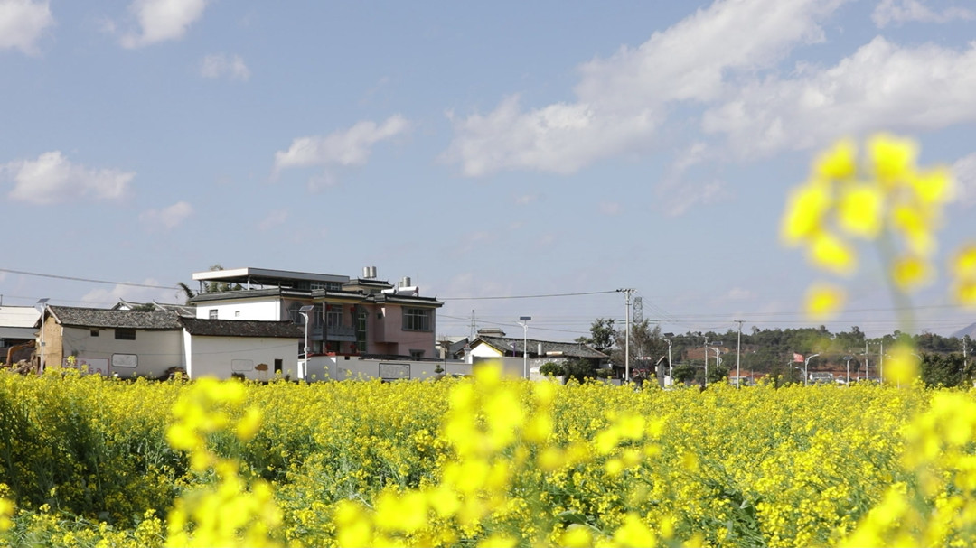 施甸：油菜花开春韵浓 村庄农舍匿花海5.jpg