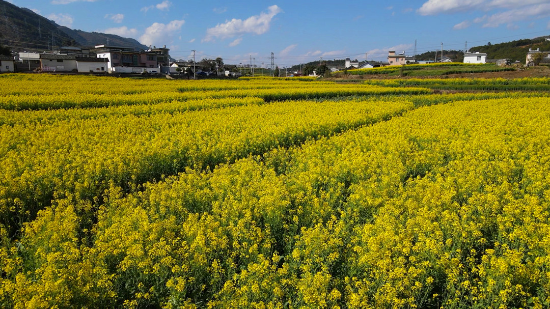 施甸：油菜花开春韵浓 村庄农舍匿花海.jpg