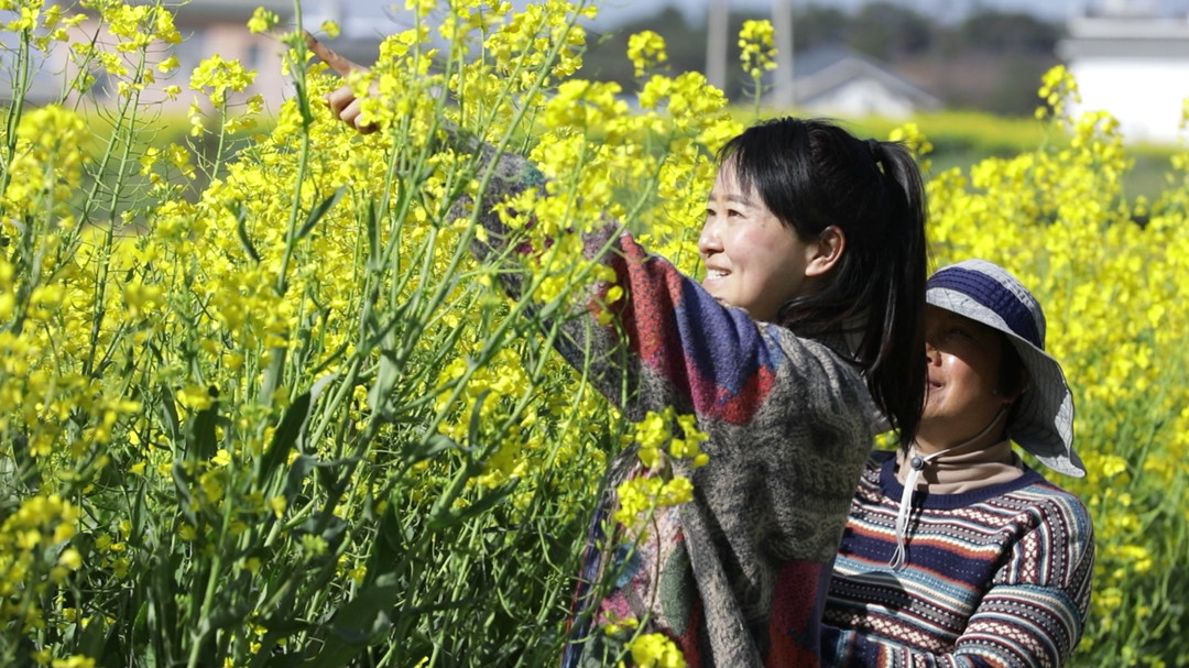 施甸：油菜花开春韵浓 村庄农舍匿花海1.jpg