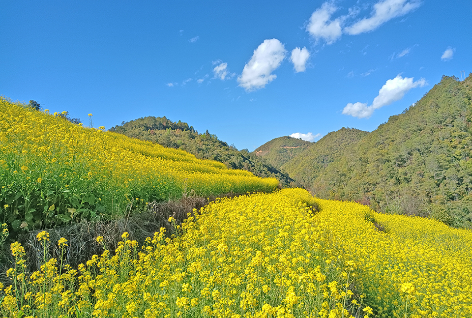 3油菜花.jpg