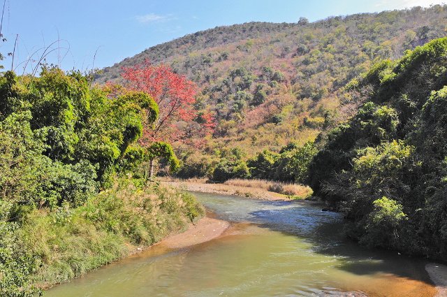 保山怒江边、潞江坝，攀枝花开朵朵艳 崔敏 通讯员 鲁兴娣 李亚洁 摄