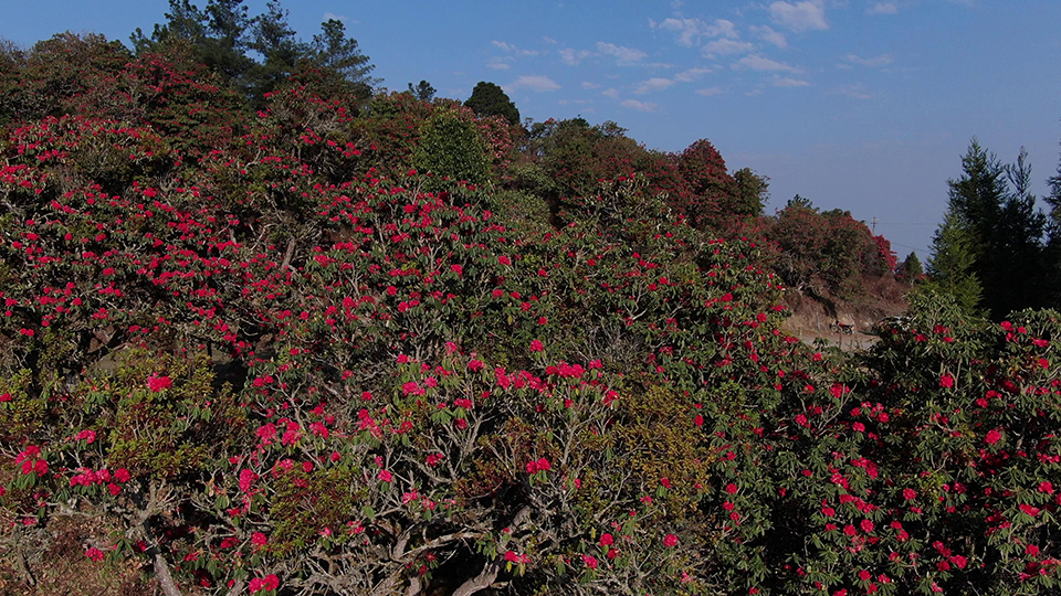 天堂山杜鹃花8 3月22日拍摄.jpg