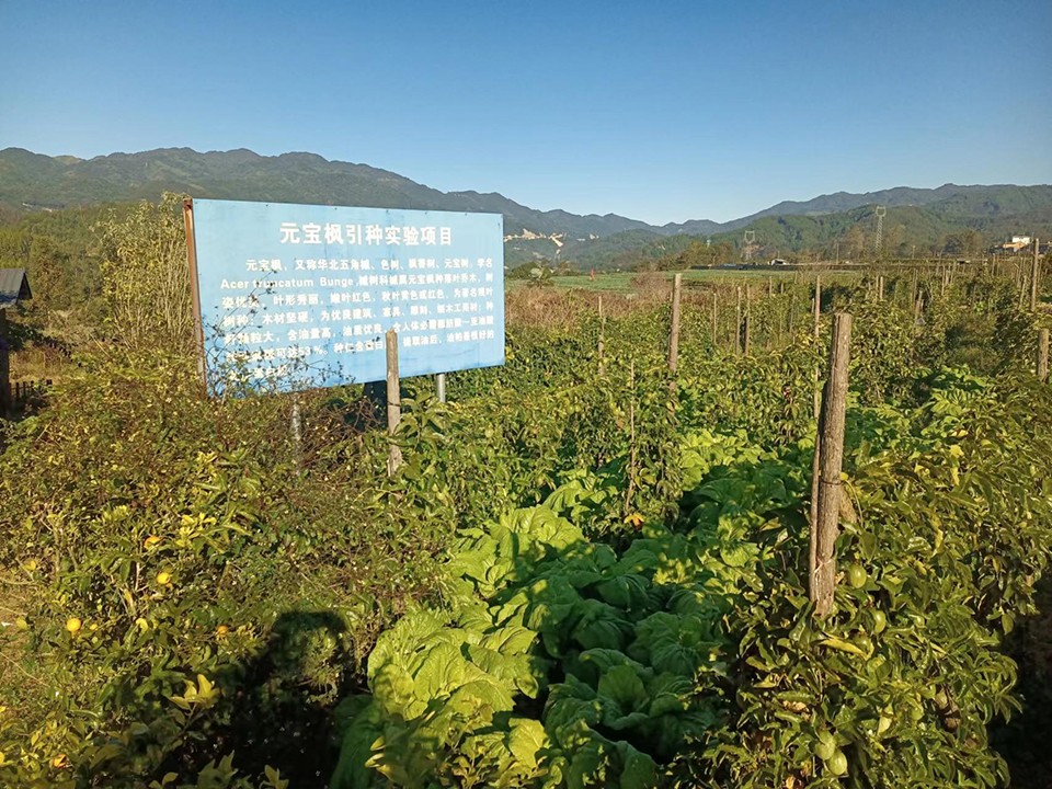 元宝枫试验基地.jpg