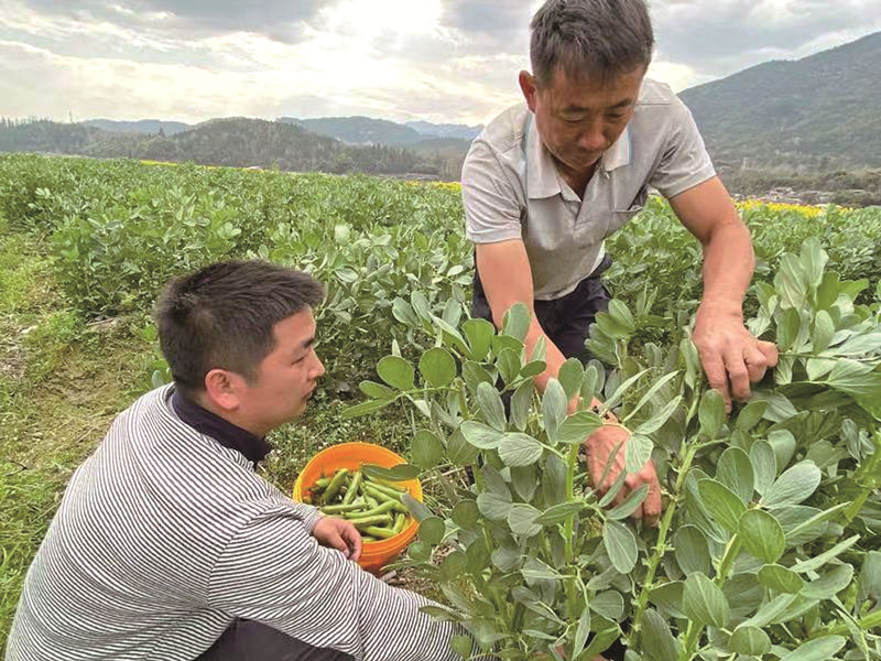 山地高标准农田示范区轮种蚕豆促农增收.jpg