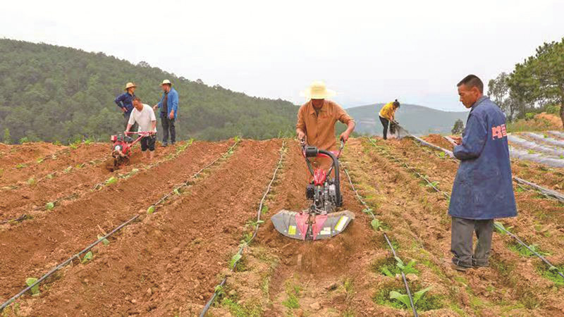 示范区标准化烤烟移栽1.jpg