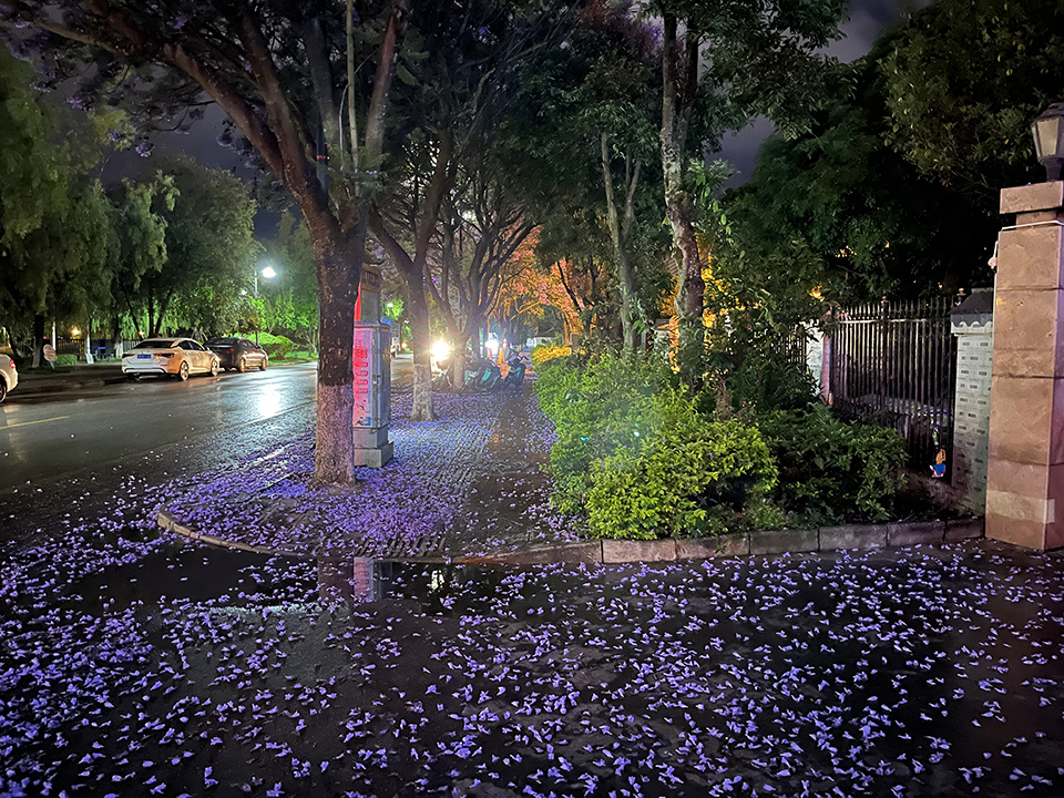 （蓝花楹）5月30日拍摄于滨河西路.jpg