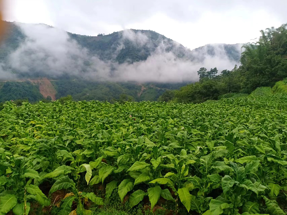 3.立桂村烤烟照片.jpg