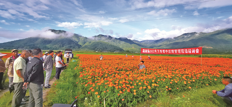 滇滩万寿菊花开成海　“钱”景在望.jpg