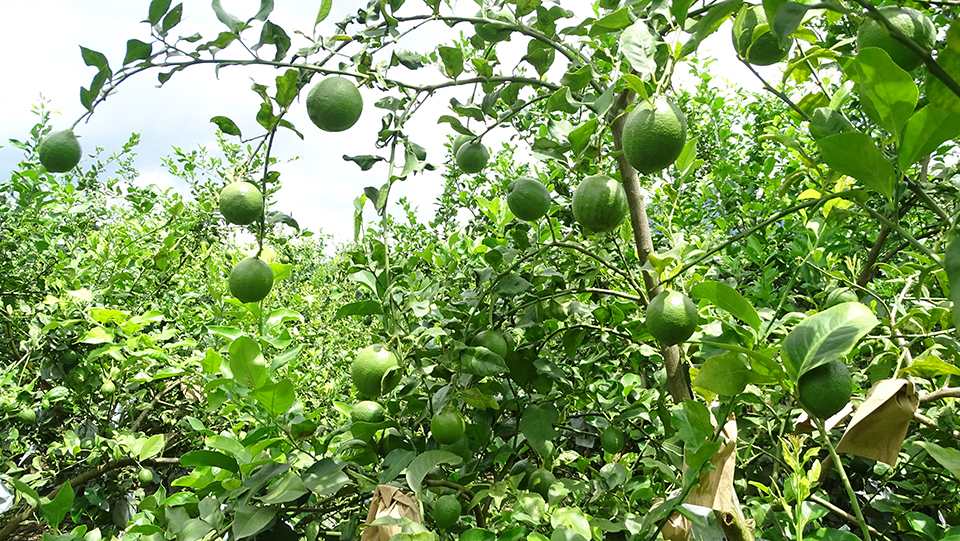 昌宁县湾甸乡千亩柠檬种植基地柠檬青果4 拍摄时间 2022年8月29日.JPG