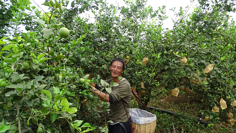 昌宁县湾甸乡千亩柠檬种植基地工人正在采摘柠檬   拍摄时间 2022年8月29日.JPG