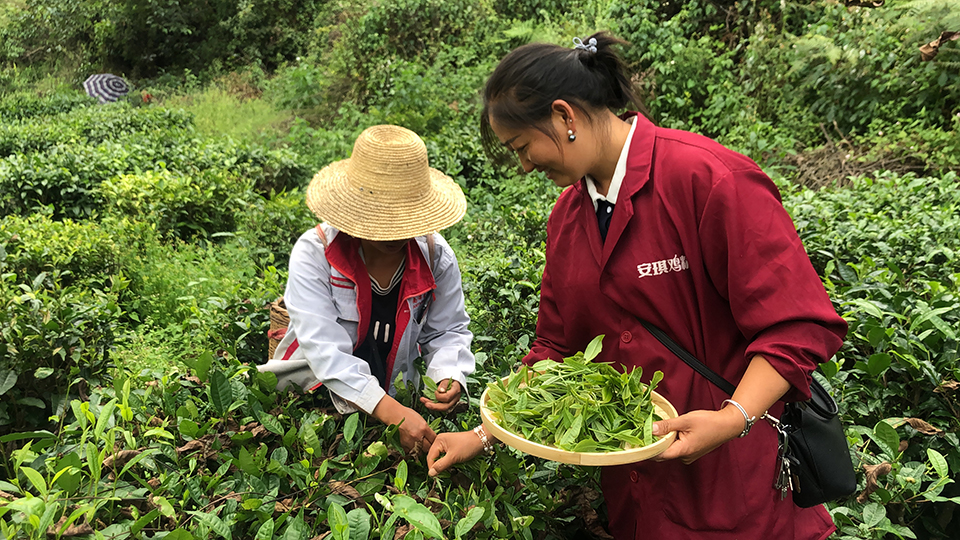 寸菊林在采摘茶叶.JPG