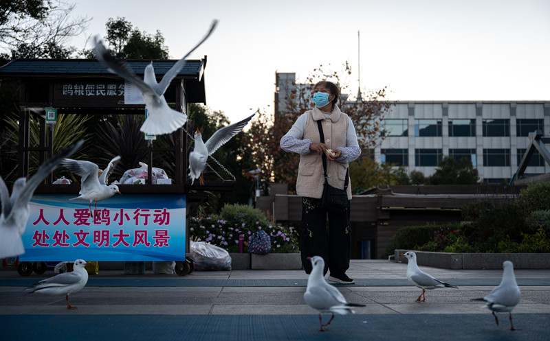 11月18日，市民在海埂大坝投喂红嘴鸥。.jpg