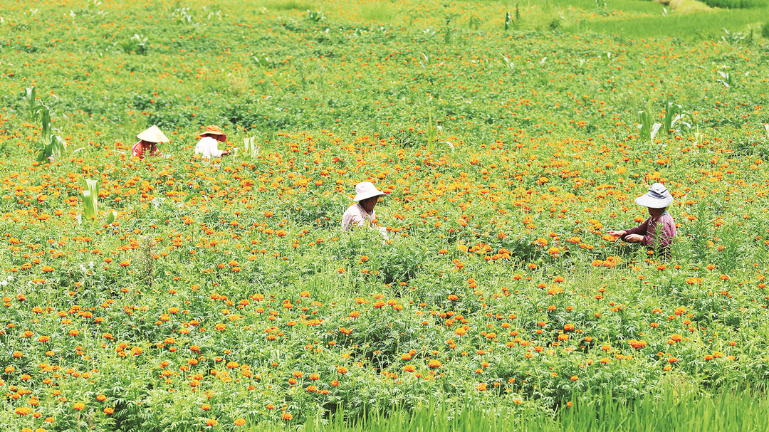 腾越街道：盛夏时节采收忙.jpg